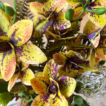 Arranjo Esplendor de Orquídeas